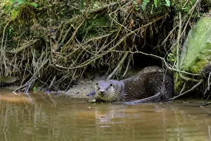 V Stra: European Otter