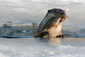 Oostvaardersplassen: European Otter