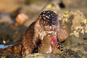 Flatfish: European Otter
