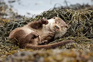 Wrack: European Otter