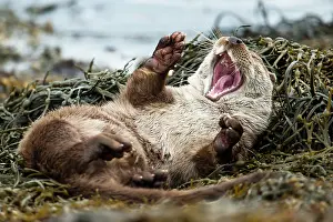 Wrack: European Otter