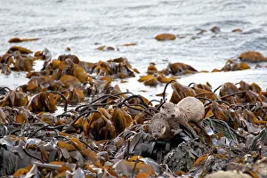 Kelp: European Otter