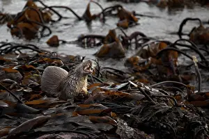 Kelp: European Otter