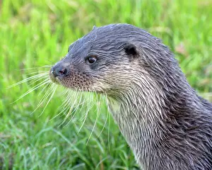 Senses: European Otter alert, just out of the water