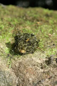 Faeces: European Otter -dropping