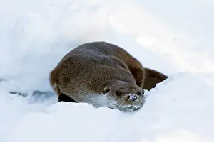 Rubbing: European Otter drying its fur by rubbing in the