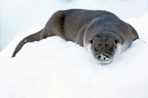 Rubbing: European Otter drying its fur by rubbing in the