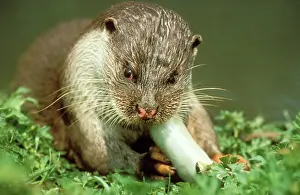 Gnawing: European Otter - eating