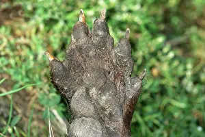 Toes: European Otter - front foot