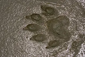 Pugmarks: European Otter - footprint