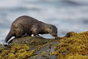 Mull: European Otter (Lutra lutra), adult, smelling spraint