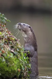 Norfolk: European otter (Lutra lutra) adult animal looking