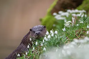 Norfolk: European otter (Lutra lutra) adult animal on a river