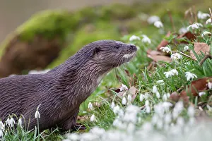 Norfolk: European otter (Lutra lutra) adult animal on a river