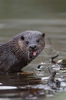 Norfolk: European otter (Lutra lutra) adult animal sticking