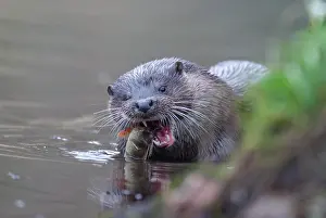 Norfolk: European otter (Lutra lutra) adult feeding on a