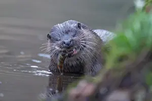 Norfolk: European otter (Lutra lutra) adult feeding on a