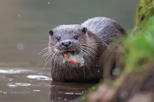 Norfolk: European otter (Lutra lutra) adult feeding on a