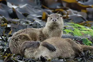 271221: European Otter (Lutra lutra) adult female with cub