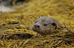 Mull: European Otter (Lutra lutra), adult, head amongst