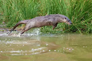 Lutra: European otter (Lutra lutra), adult, jumping through