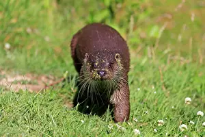 Move: European otter (Lutra lutra), adult, on land, in m