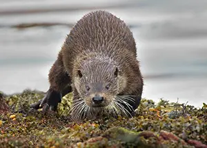 Islay: European Otter (Lutra lutra), adult male, walking