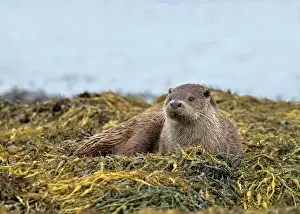 Islay: European Otter (Lutra lutra), adult, resting on
