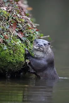 Norfolk: European otter (Lutra lutra) adult by a river bank