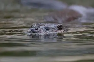 Norfolk: European otter (Lutra lutra) adult swimming in a