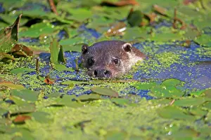 Lutra: European otter (Lutra lutra), adult, swimming, in w