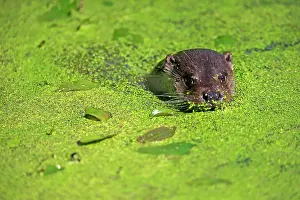 Lutra: European otter (Lutra lutra), adult, swimming, in w