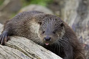 Lutra: European otter (Lutra lutra) close-up portrait