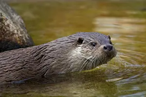 Lutra: European otter (Lutra lutra) close-up portrait