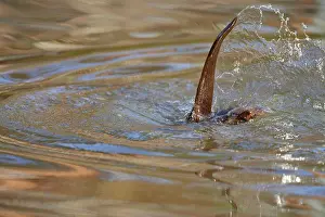 Dives: European Otter (Lutra lutra), dives down, captive