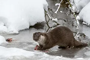Caught: European otter (Lutra lutra) eating caught fish
