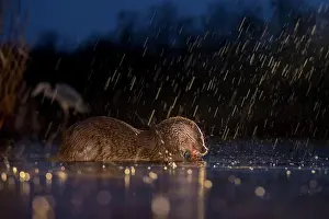 Kiskunsg: European otter (Lutra lutra) eating a fish, sleet