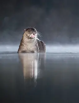 Flash: European Otter (Lutra lutra) feeding on a fish