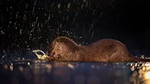 Kiskunsg: European otter (Lutra lutra) with fish as prey