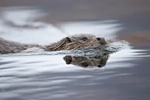 Mull: European otter (Lutra lutra) fishing in a Scottish