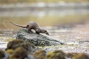 Spray: European otter (Lutra lutra) fishing in a Scottish