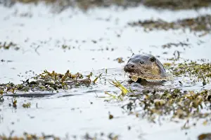 Mull: European otter (Lutra lutra) fishing in a Scottish
