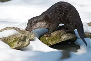 Brandenburg: European otter (Lutra lutra) foraging in the snow