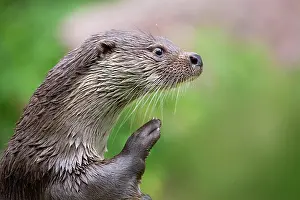 Nurse: European otter (Lutra lutra), grooming at the water's