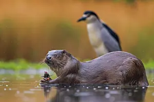 Hunt: European otter (Lutra lutra) land predator, marten
