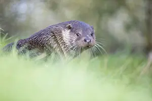 Surrey: European Otter (Lutra lutra) looking back over