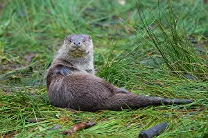 Lakeside: European Otter (Lutra lutra), lying on lakeside, captive