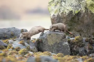 Mull: European otter (Lutra lutra) mum and cub hunting