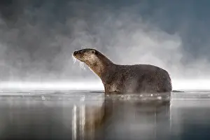 Flash: European Otter (Lutra lutra) at night in a mist
