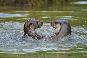 Joyful: European otter (Lutra lutra), two otters playing in the water and splashing with much joy